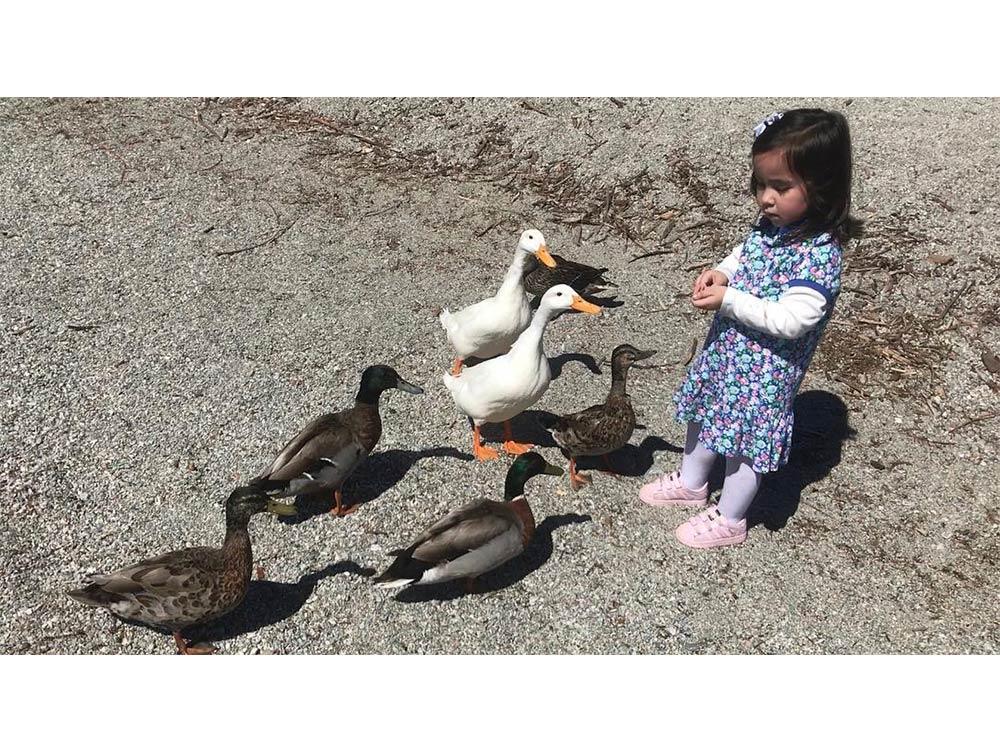 Scarlet with ducks