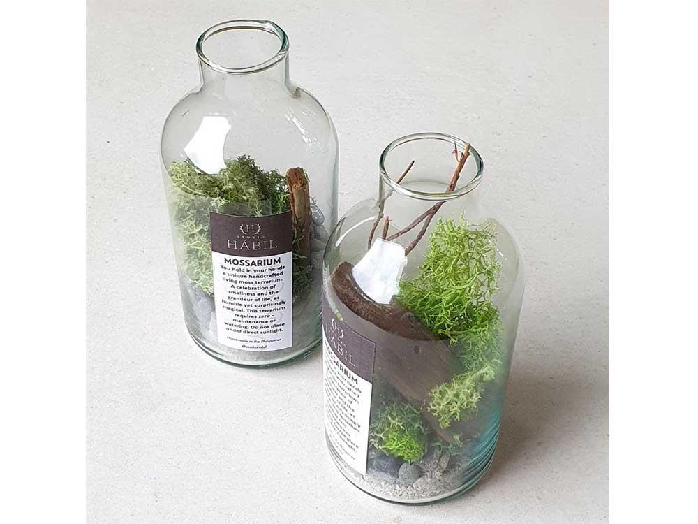 Bottled mossarium P389