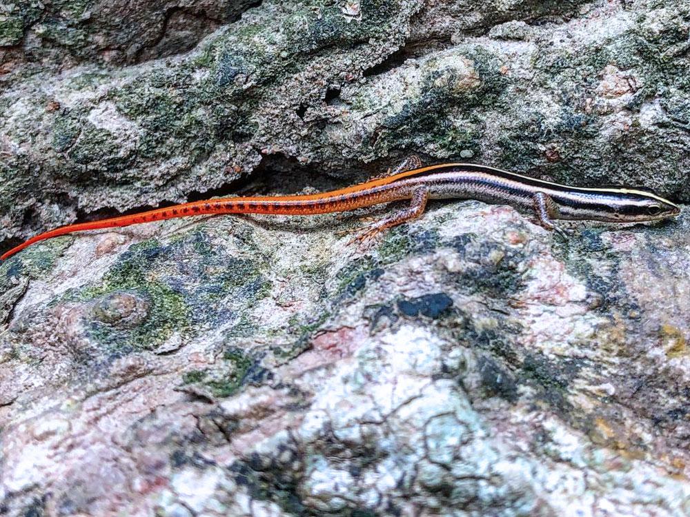 Reptile