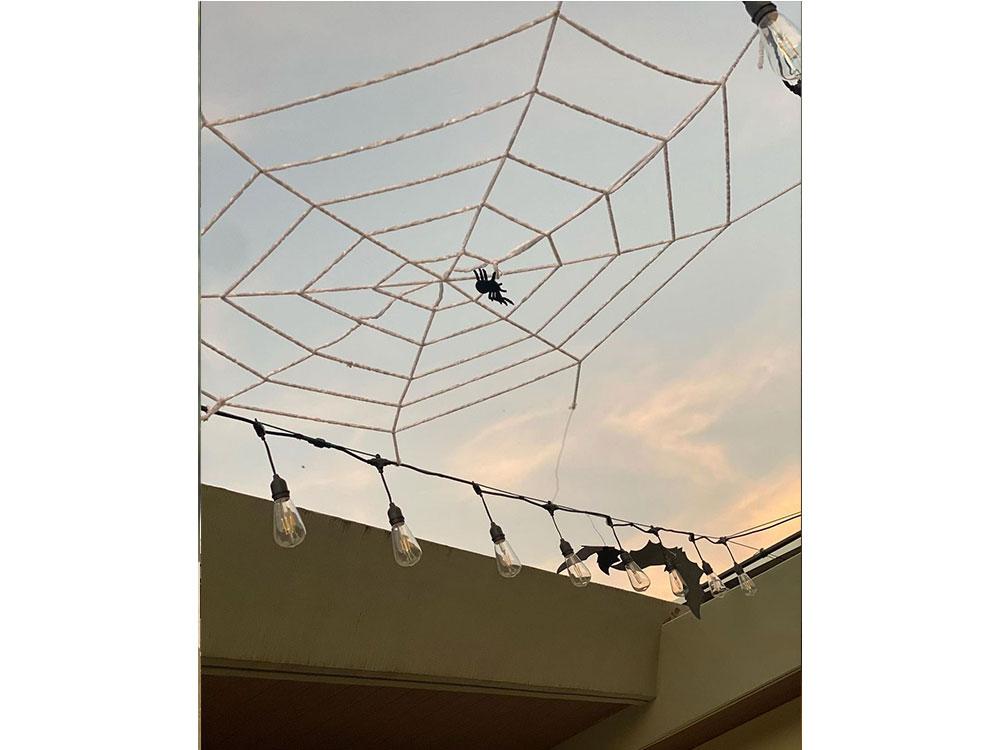 Spider