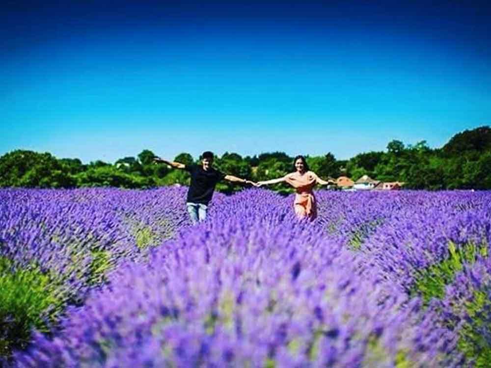 Mayfields Lavender Farm