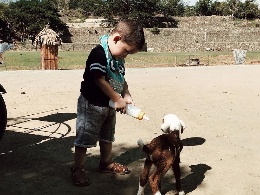 Taking care of animals