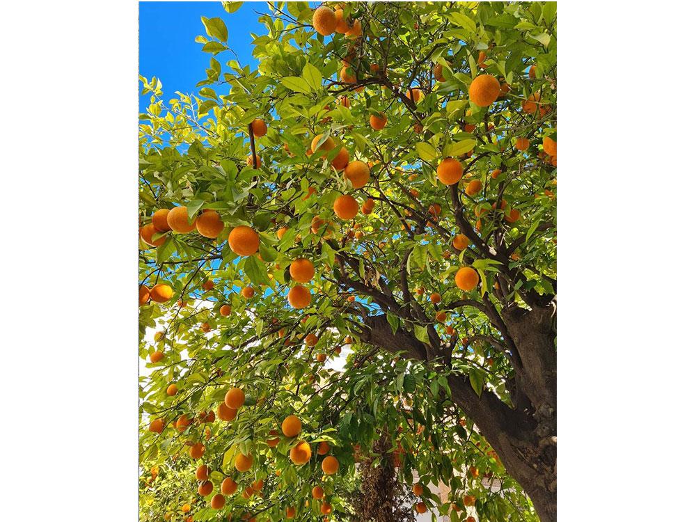 Tangerines
