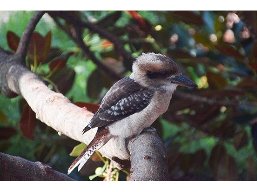 Kookaburra