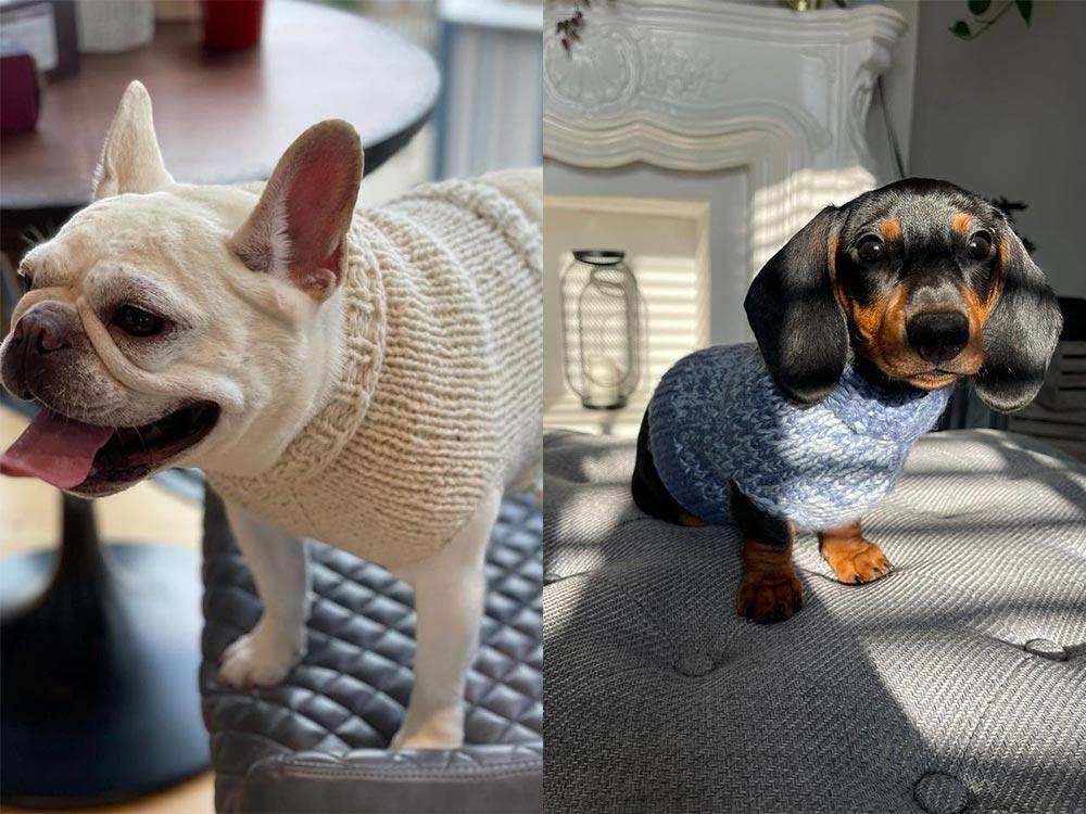 tom daley knitting dog sweater