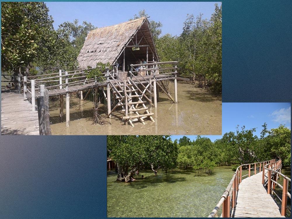 Suyac Island Mangrove Eco-Park (Sagay City, Negros Occidental)