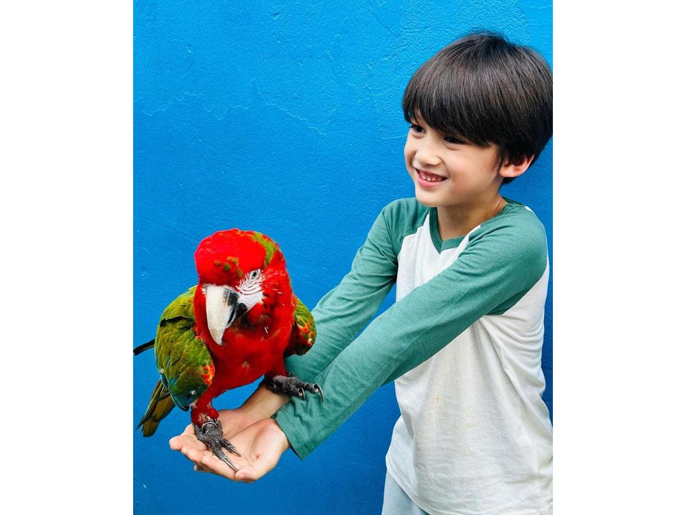 Macaw