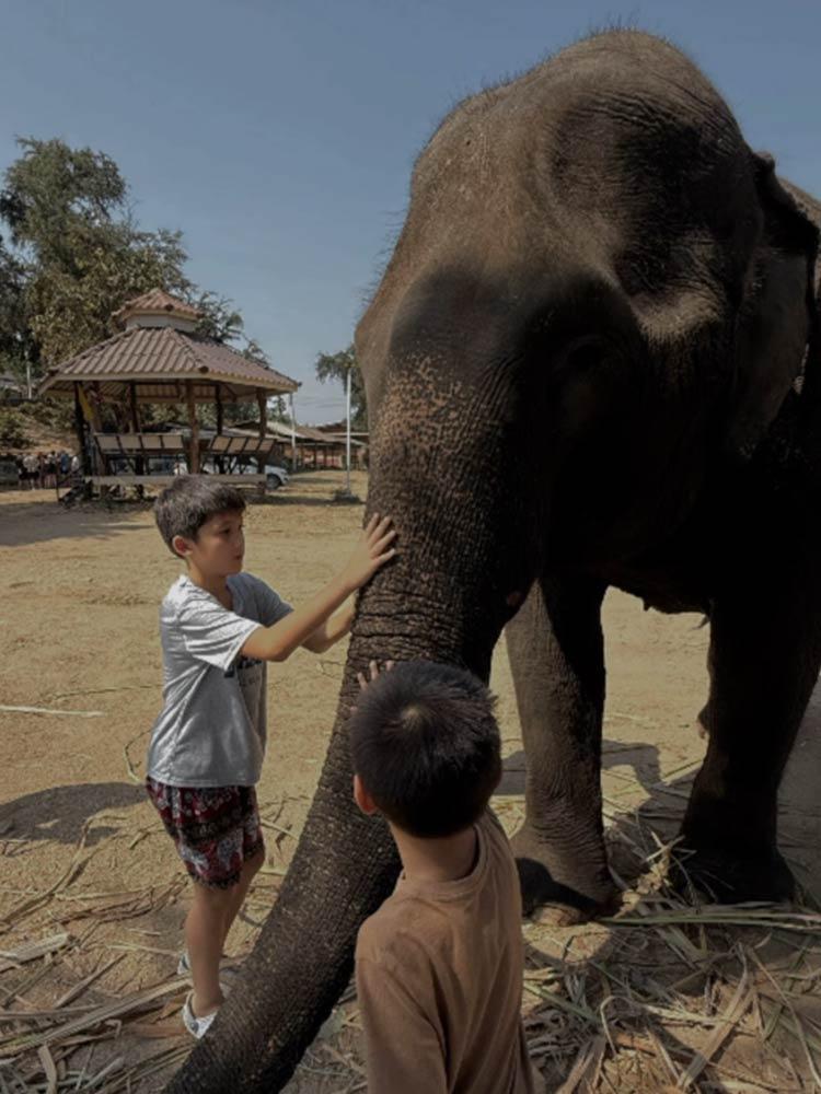 Elephants
