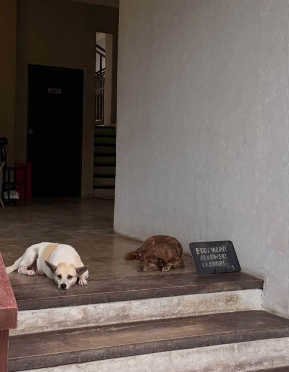 Island dogs