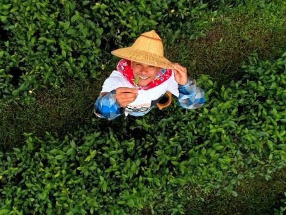 Jai Xing Yuan Tea Farm