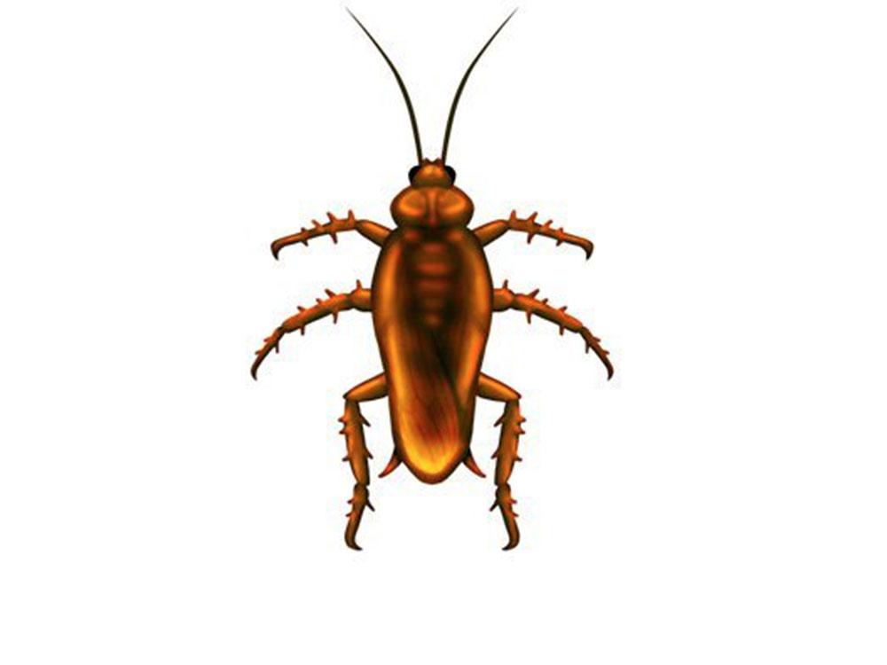 Cockroach