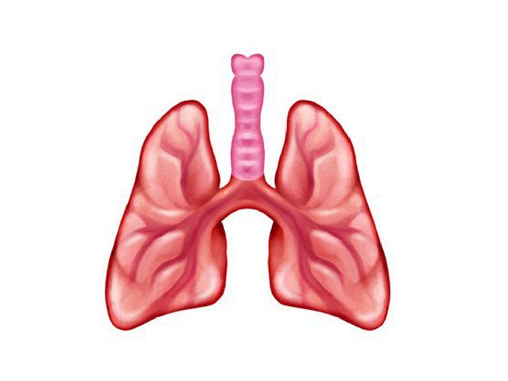 Lungs
