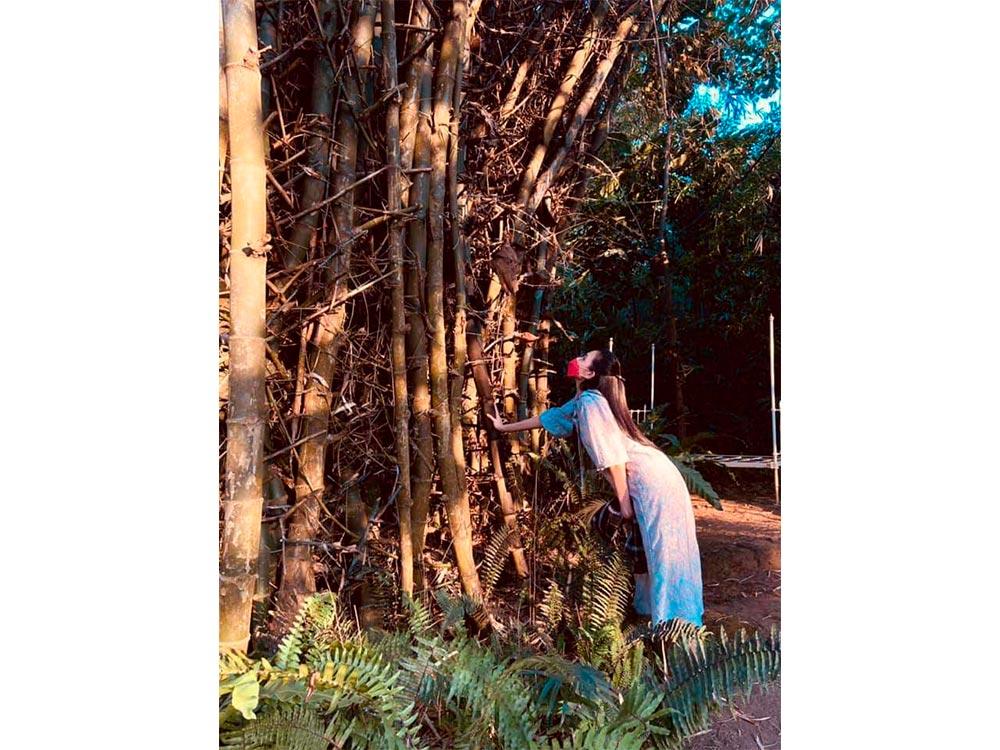 Bamboo trees
