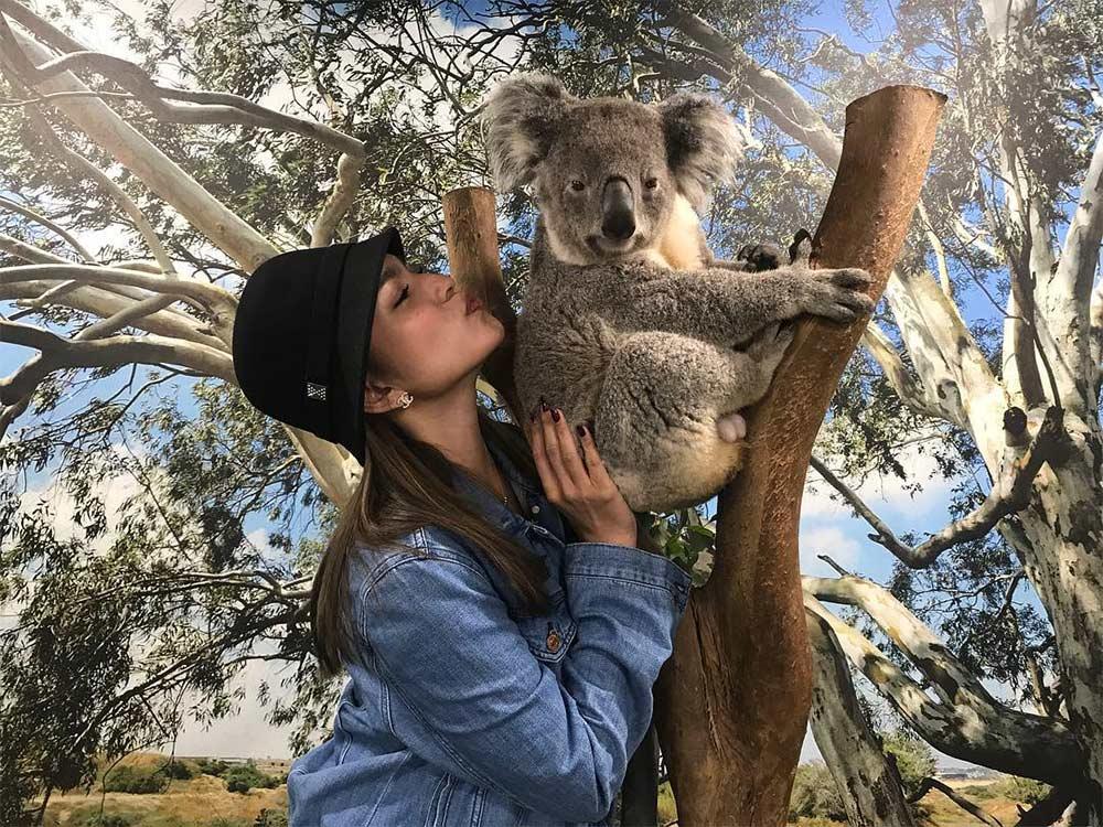 Koala