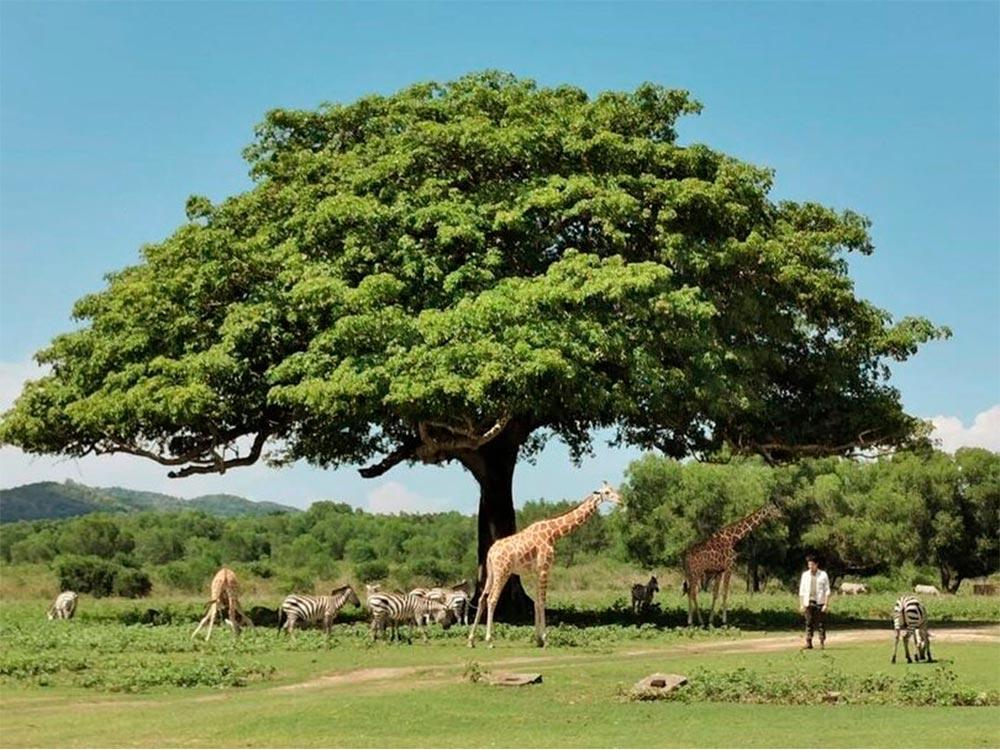 Direk Rico Gutierrez