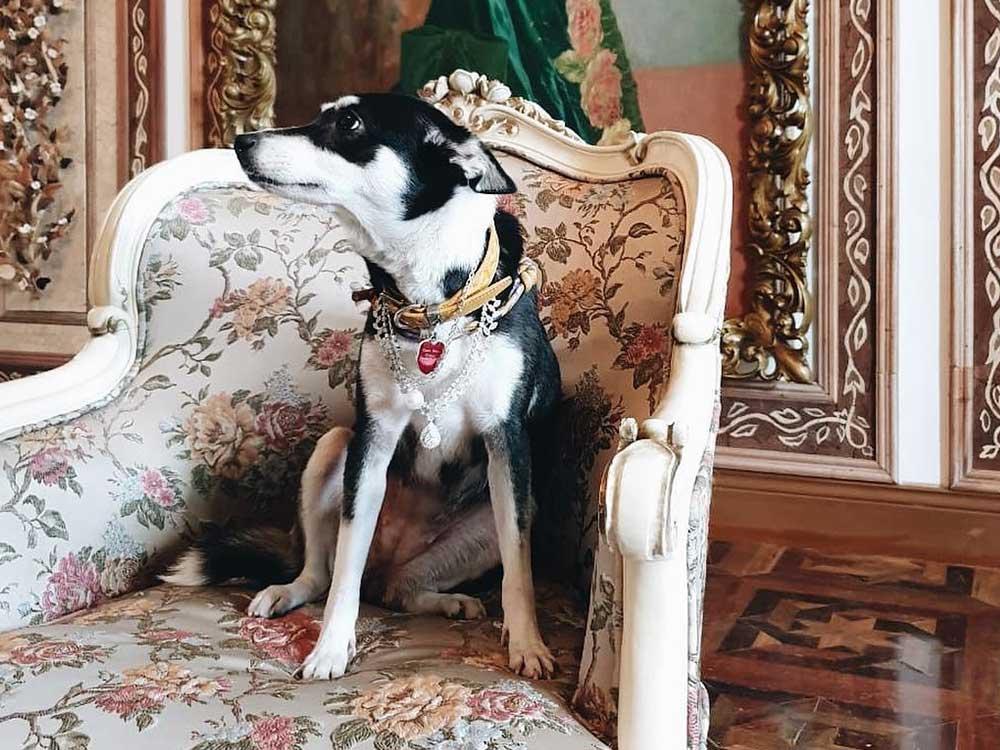 Blackpink member Rosé's fave luxury items that sold out quick: a Saint  Laurent Kaia Satchel, Louis Vuitton pet collar for pet pup Hank and more –  here's what her fans covet, copy