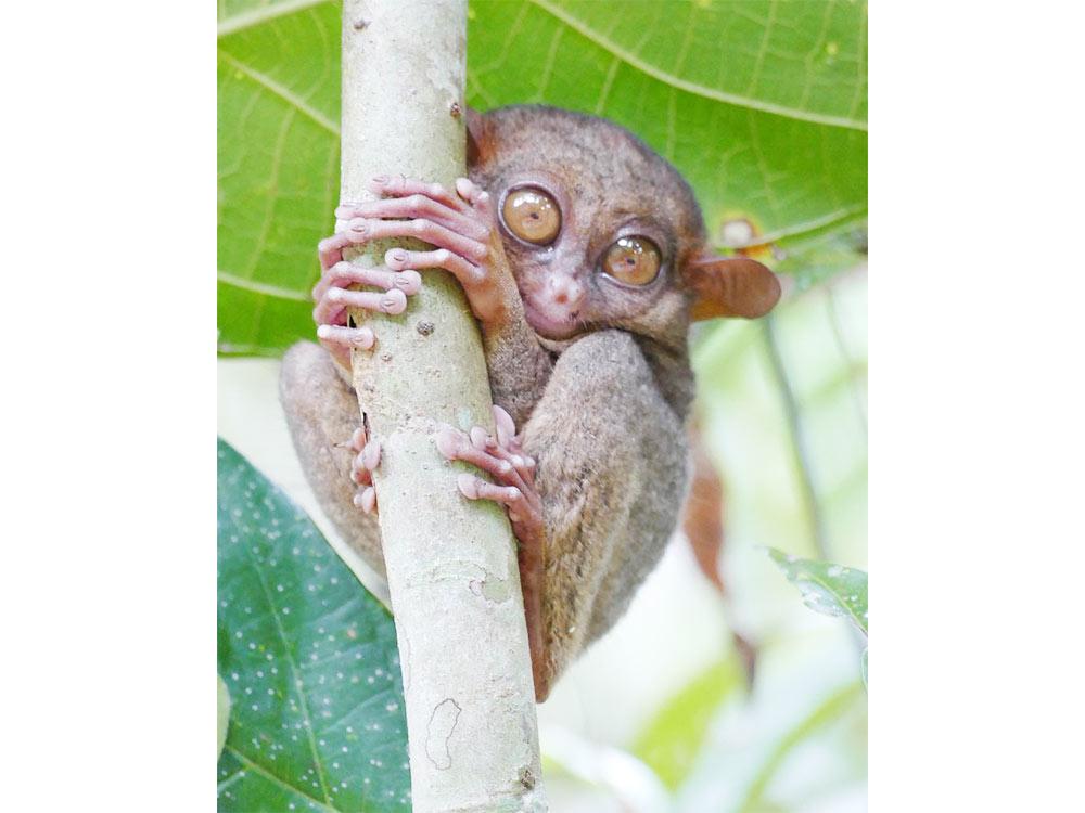 Tarsiers