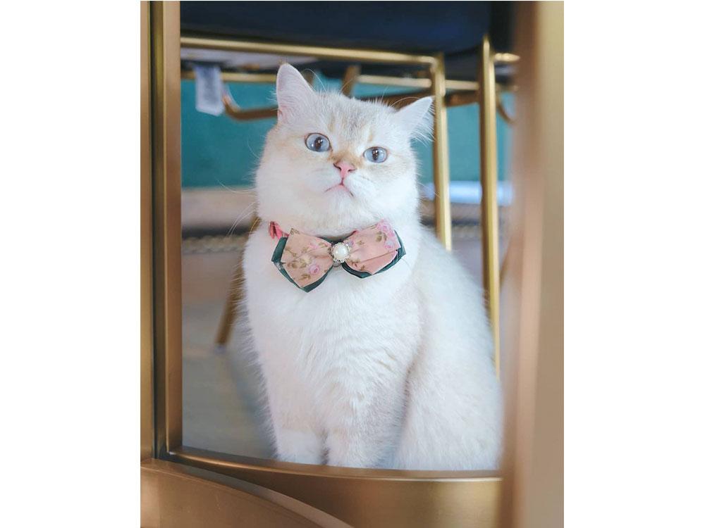 Amy The Scottish Straight