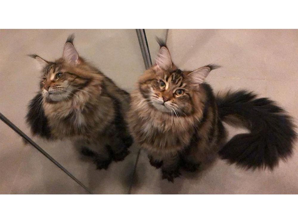 Chael The Maine Coon