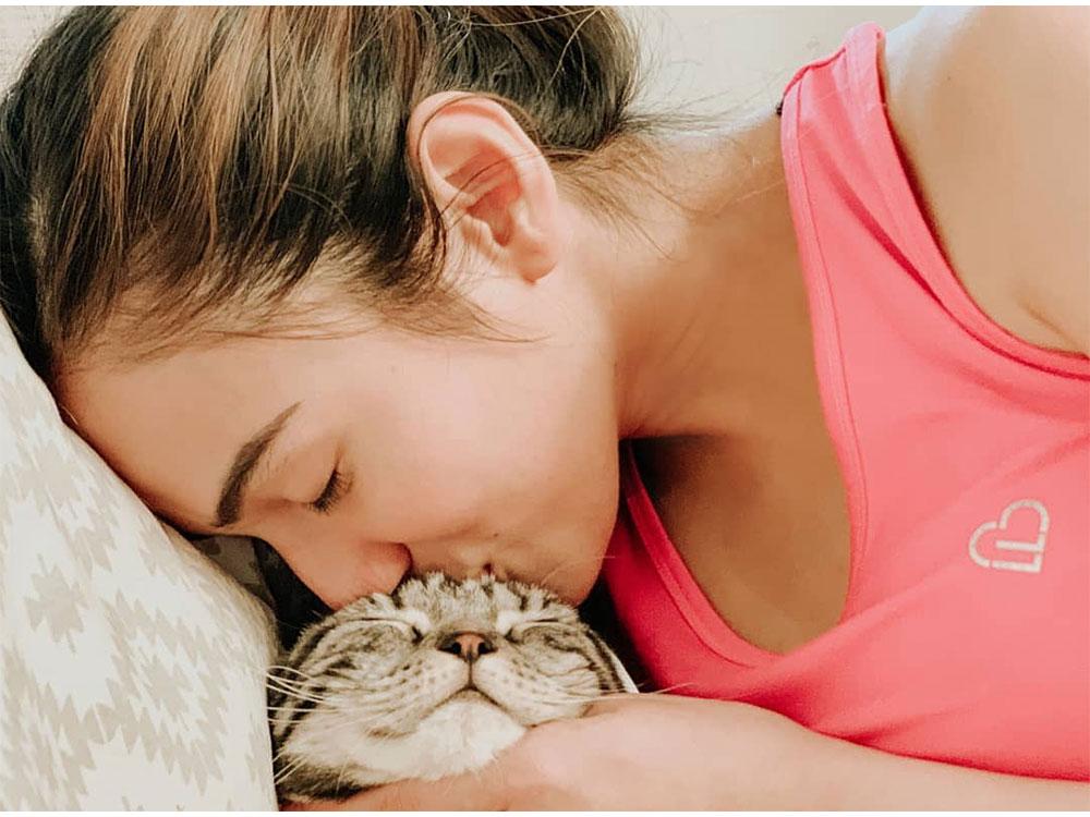 Clay The Scottish Fold