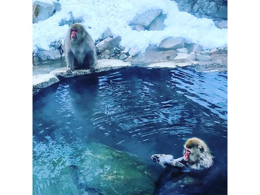 Snow monkeys