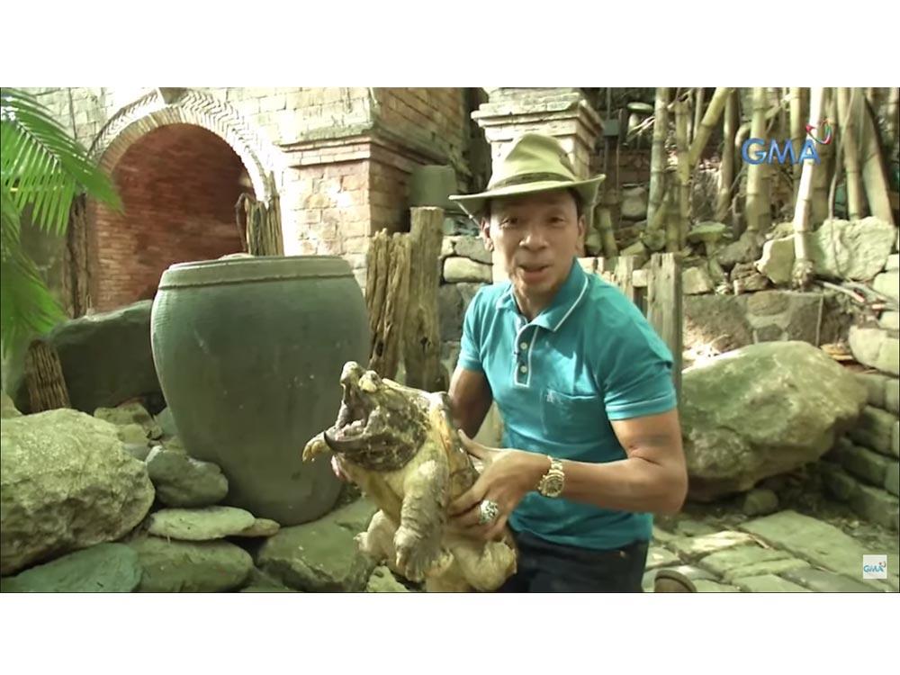 Alligator snapping turtle