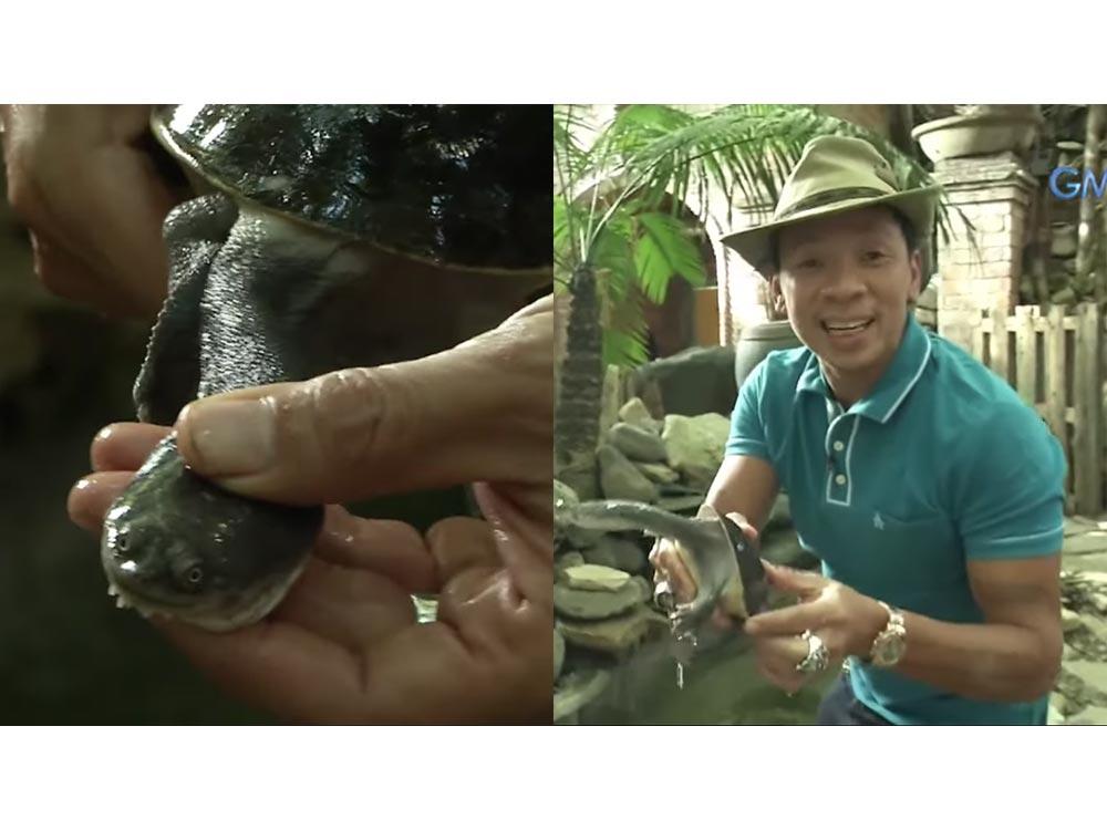 Eastern snake-necked turtle