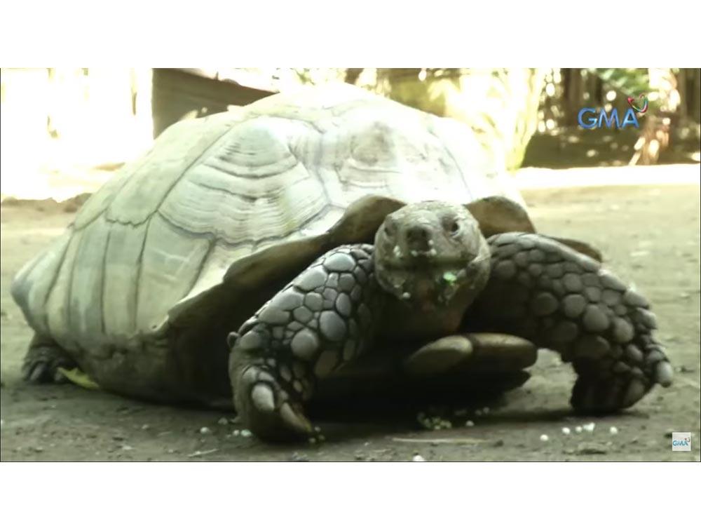 Sulcata Tortoise