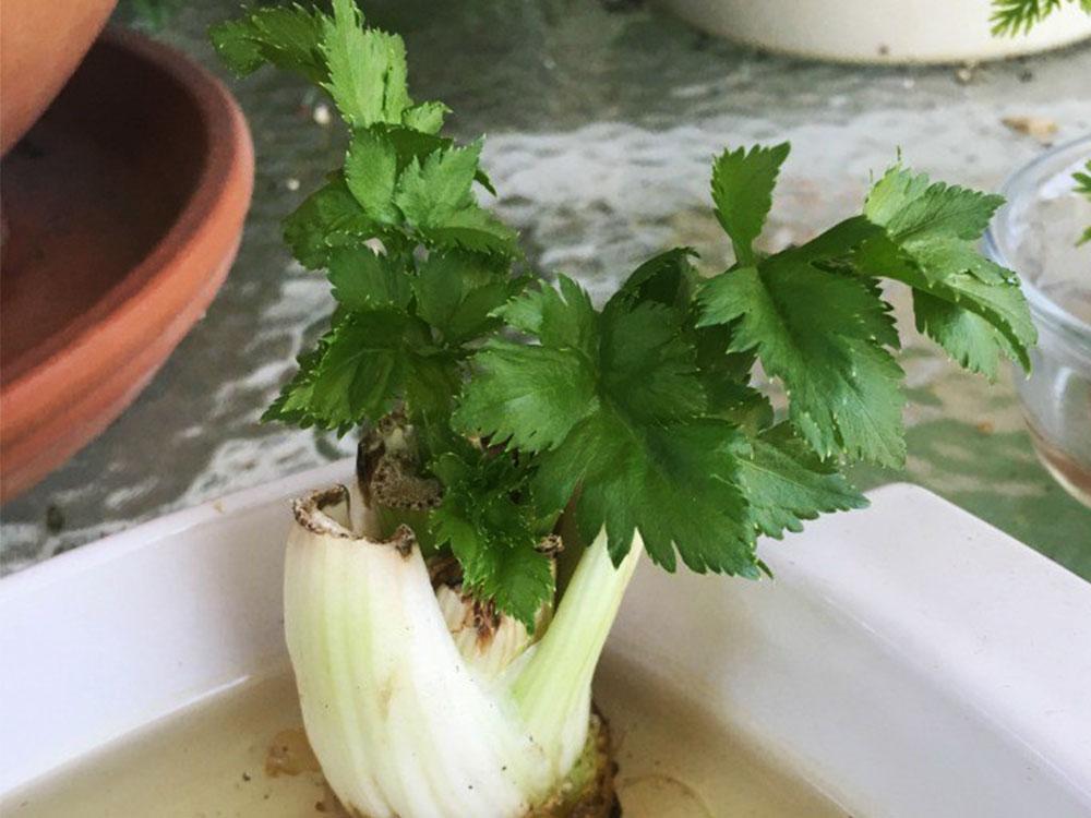 LOOK Vegetables and herbs you can regrow in water GMA Entertainment