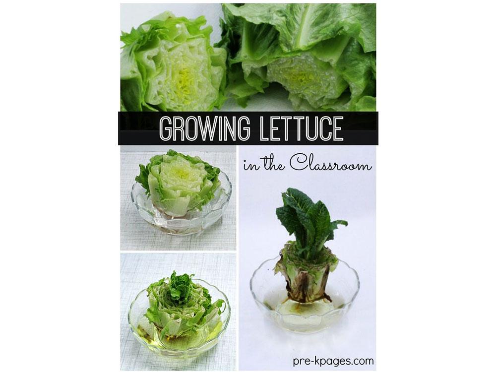 Lettuce