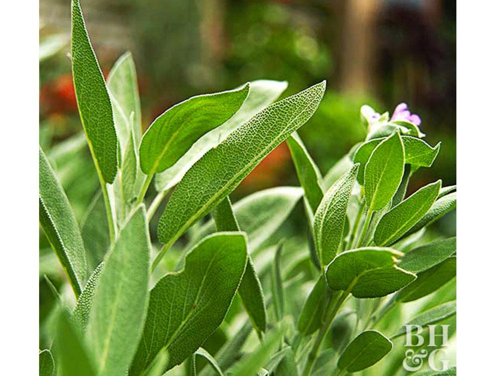 Sage