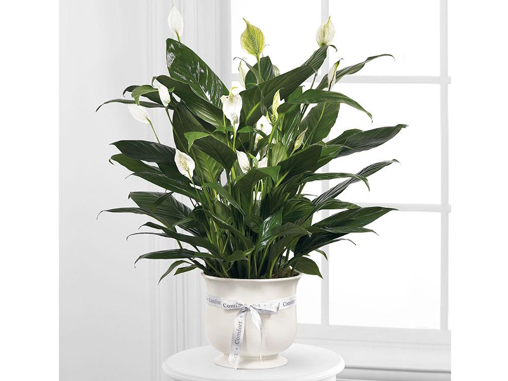 Peace Lily