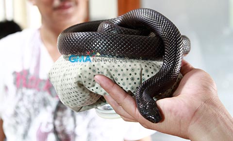Meet Naja, ang 'Kakambal' ni Eliana