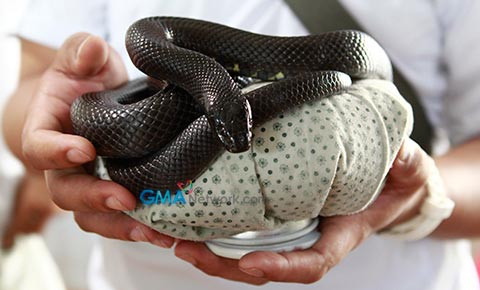Meet Naja, ang 'Kakambal' ni Eliana
