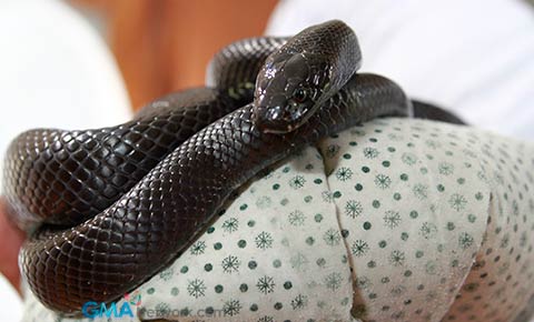 Meet Naja, ang 'Kakambal' ni Eliana