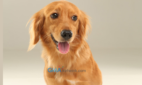 Meet the Cast of Aso ni San Roque