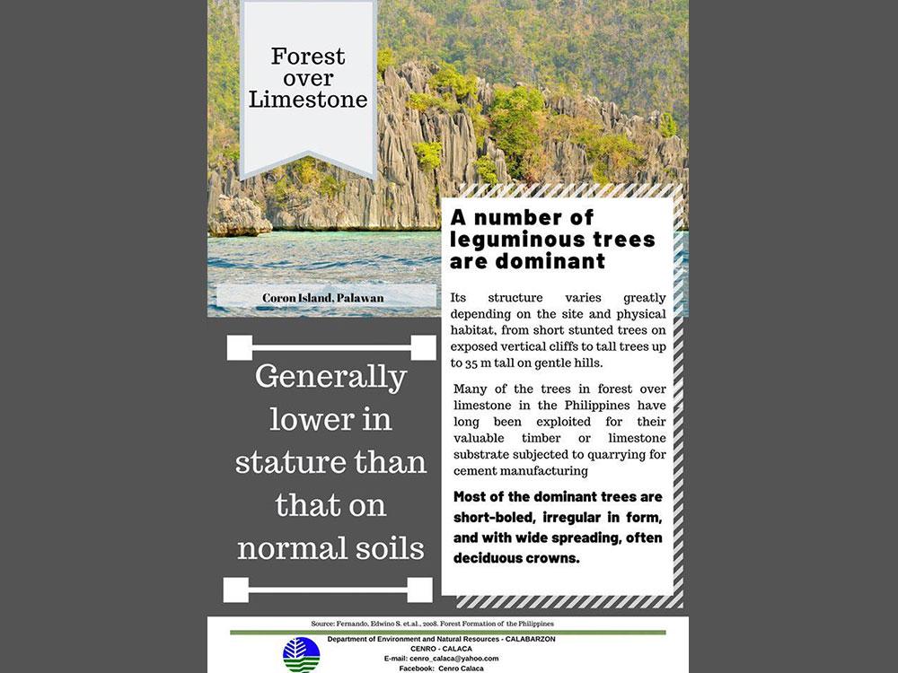 Forest Over Limestone