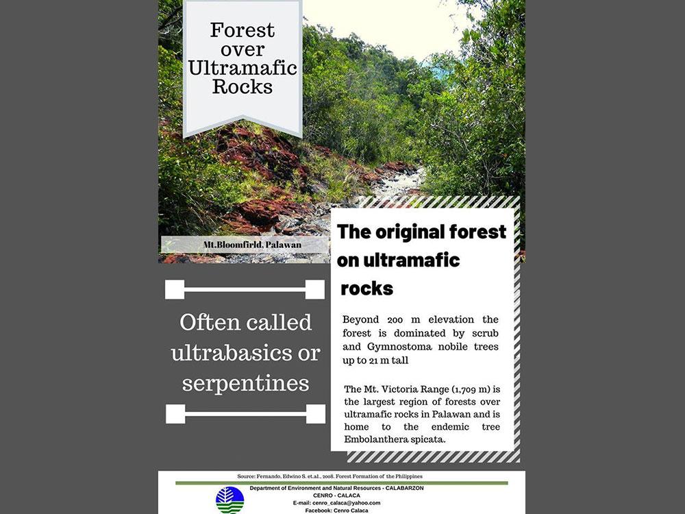 Forest Over Ultramafic Rocks