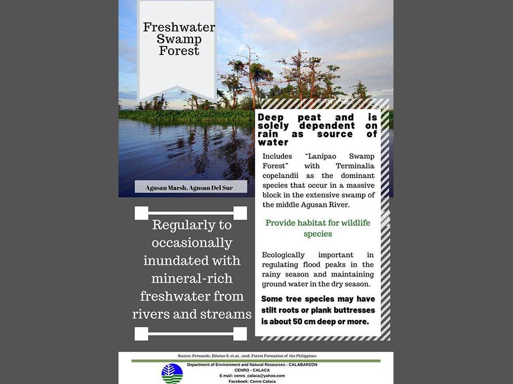 Freshwater Swamp Forest