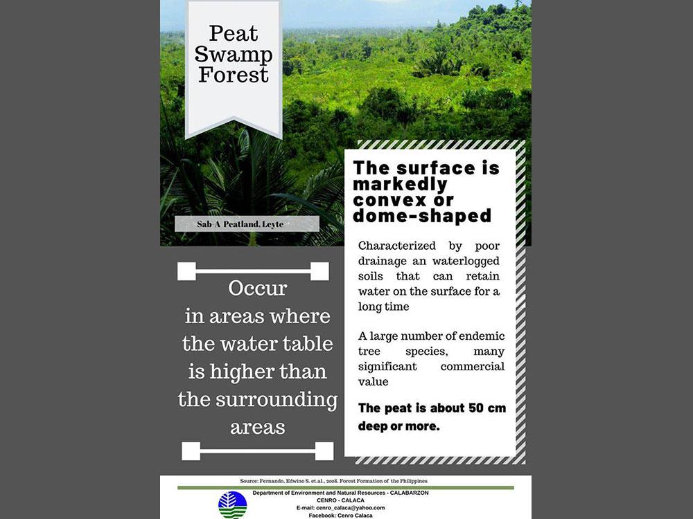 Peat Swamp Forest