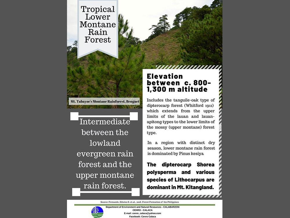 Tropical Lower Montane Rainforest