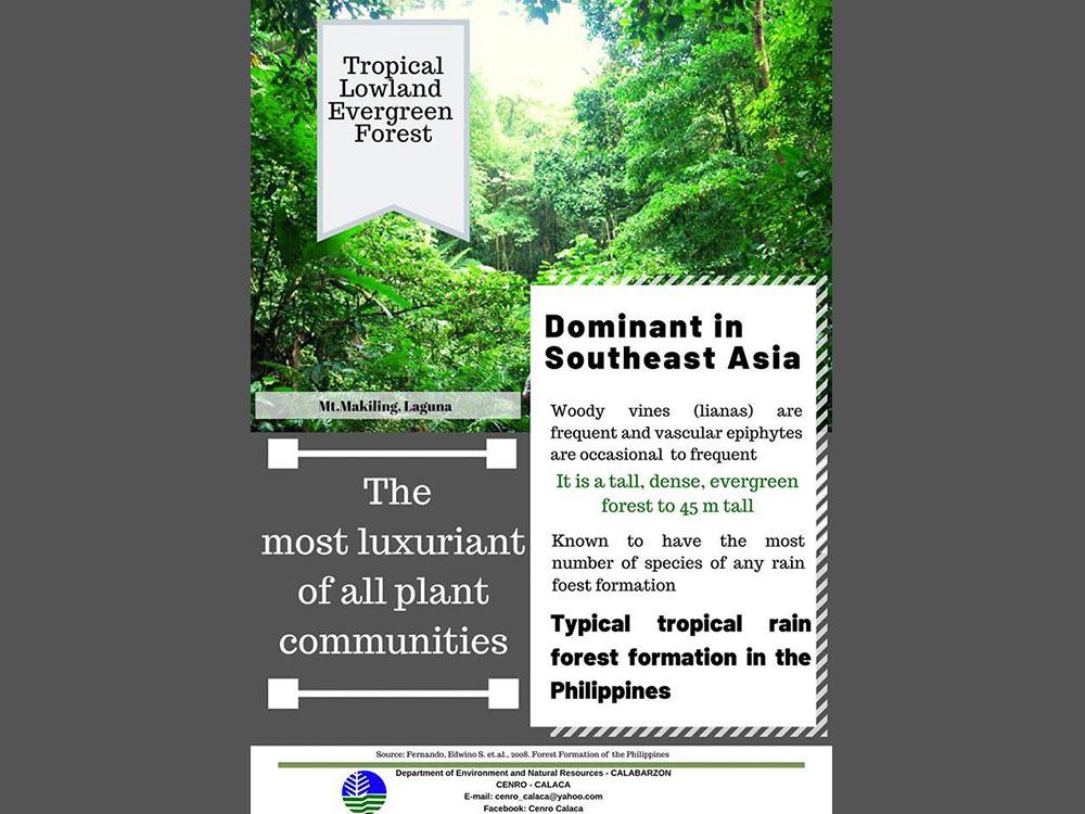 Tropical Lowland Evergreen Forest