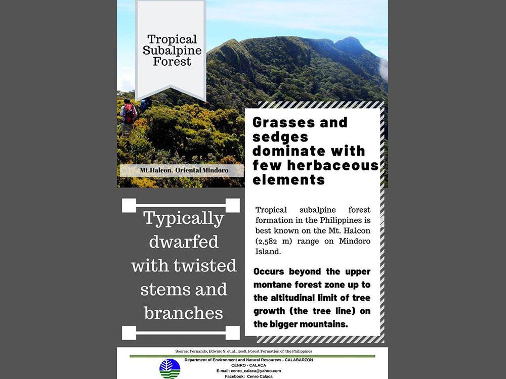 Tropical Subalpine Forest