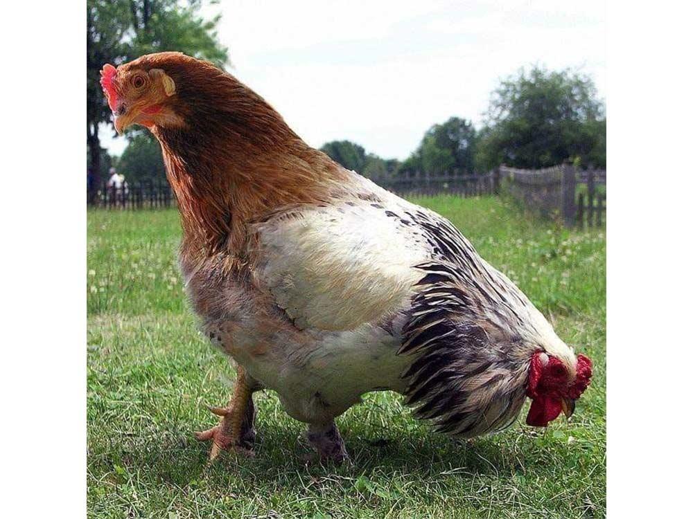 Two-headed chicken 