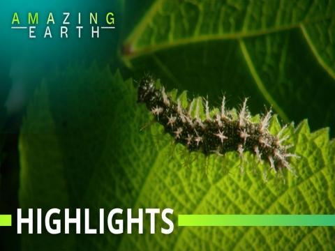 Amazing Earth: Australia's poisonous plant that can sting!
