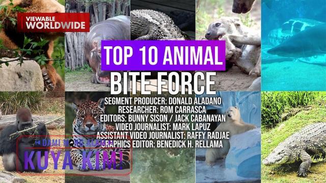 Top 10 - Mga hayop na may pinakamalalakas na bite force, alamin! | Dami Mong Alam, Kuya Kim!