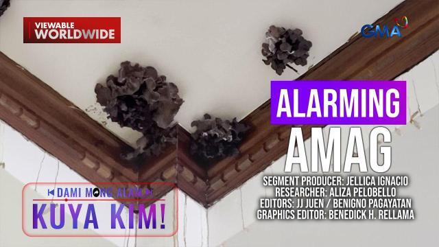 Mga amag na nakikita sa bahay, mayroon ding pakinabang? | Dami Mong Alam, Kuya Kim!