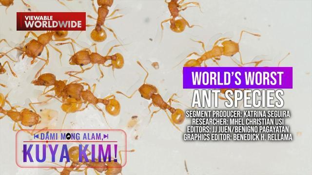 Isa sa mga pinakadelikadong uri ng langgam sa mundo, nasa Pilipinas?! | Dami Mong Alam, Kuya Kim!