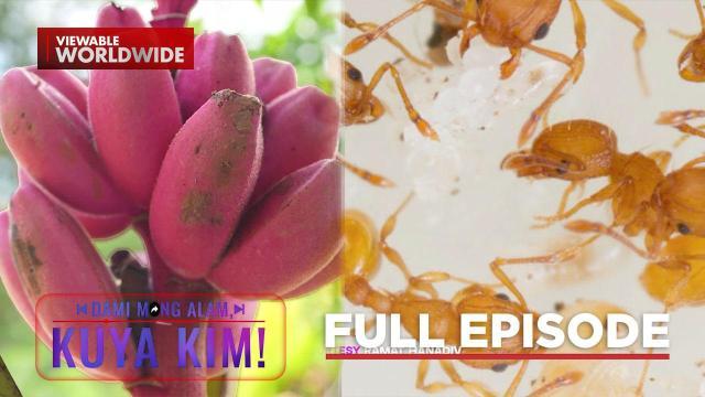 Saging, kulay pink?!; Isang uri ng langgam, agresibo raw?! | Dami Mong Alam, Kuya Kim!