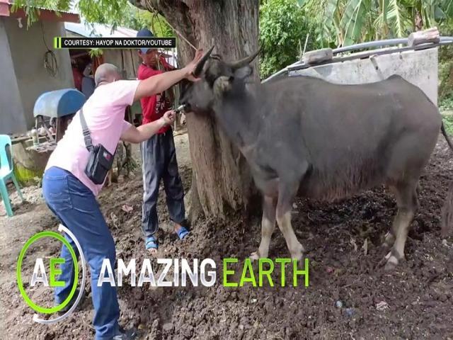 Amazing Earth
